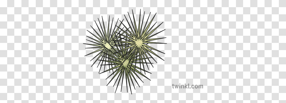 Tumbleweed Illustration Pattern, Outdoors, Green, Plant, Nature Transparent Png