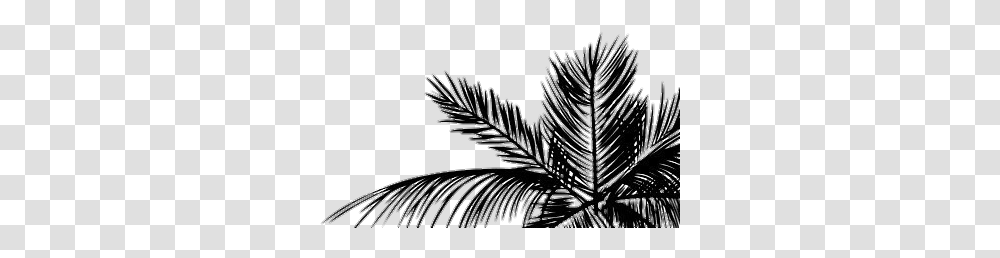 Tumblr Aesthetic Palmera Hojas Planta White Background Iphone, Tree, Conifer, Spruce, Fir Transparent Png