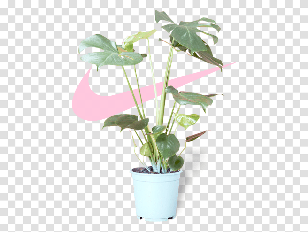 Tumblr Aesthetic Plant, Flower, Blossom, Tree, Leaf Transparent Png