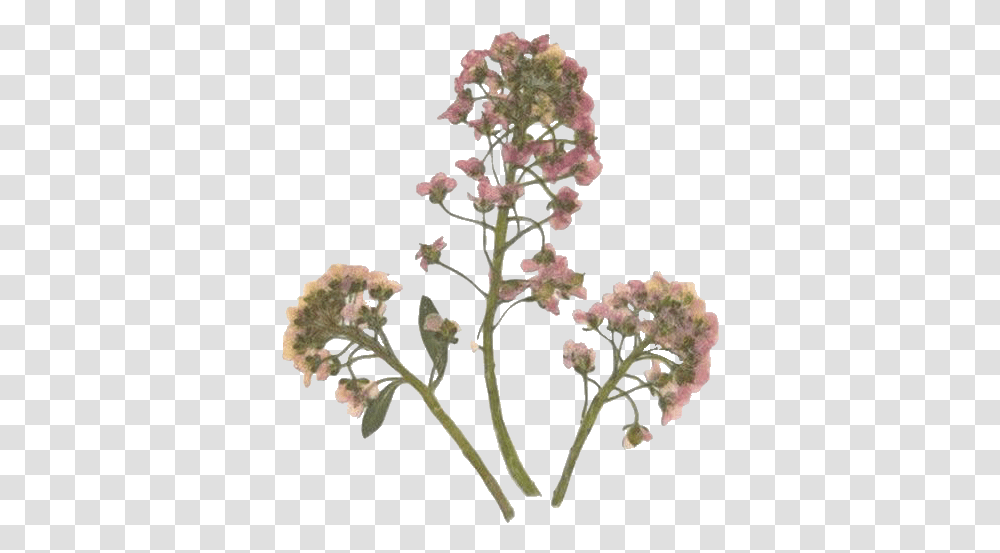 Tumblr Arthoe Pressedflowers Cut Aesthetic Pressed Flowers, Plant, Blossom, Acanthaceae, Floral Design Transparent Png