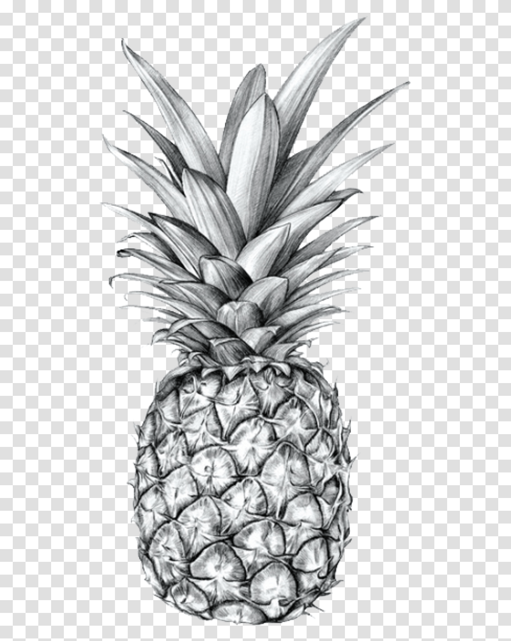 Tumblr Blackandwhite Pineapple Fruit Aesthetic Black Pineapple, Plant, Food Transparent Png