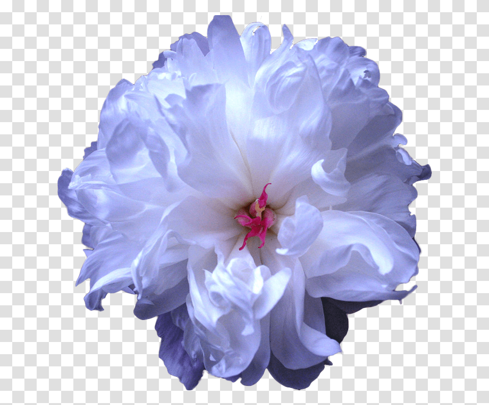 Tumblr Blue Flower Drawing, Plant, Geranium, Blossom, Rose Transparent Png