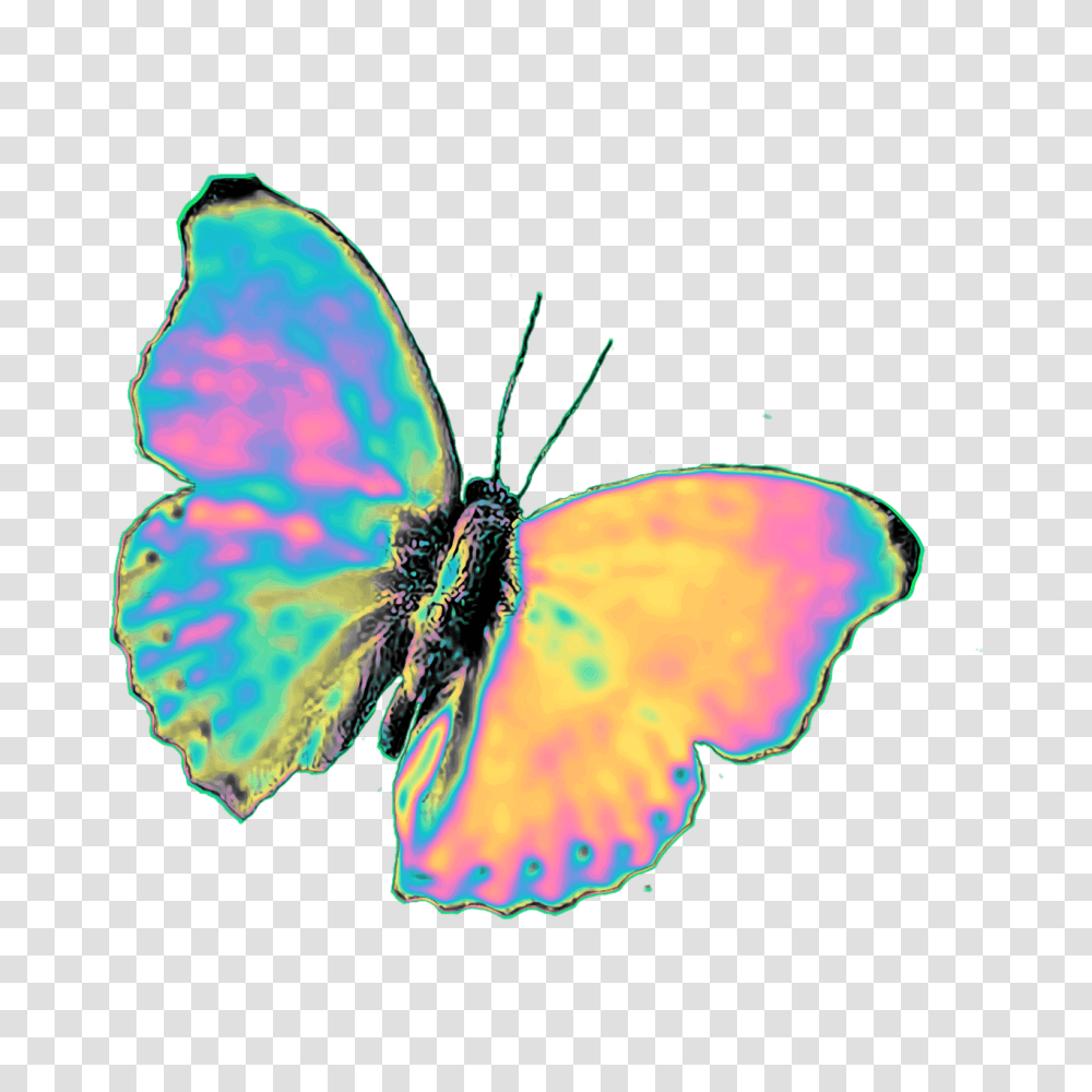 Tumblr, Butterfly, Insect, Invertebrate, Animal Transparent Png