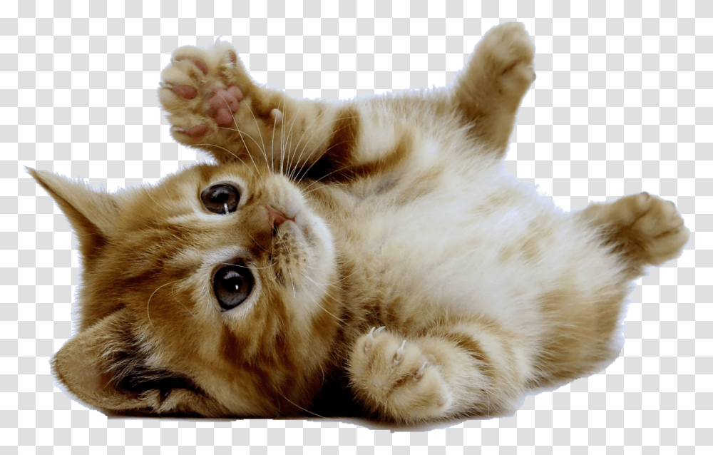 Tumblr Cats Google Cat, Kitten, Pet, Mammal, Animal Transparent Png