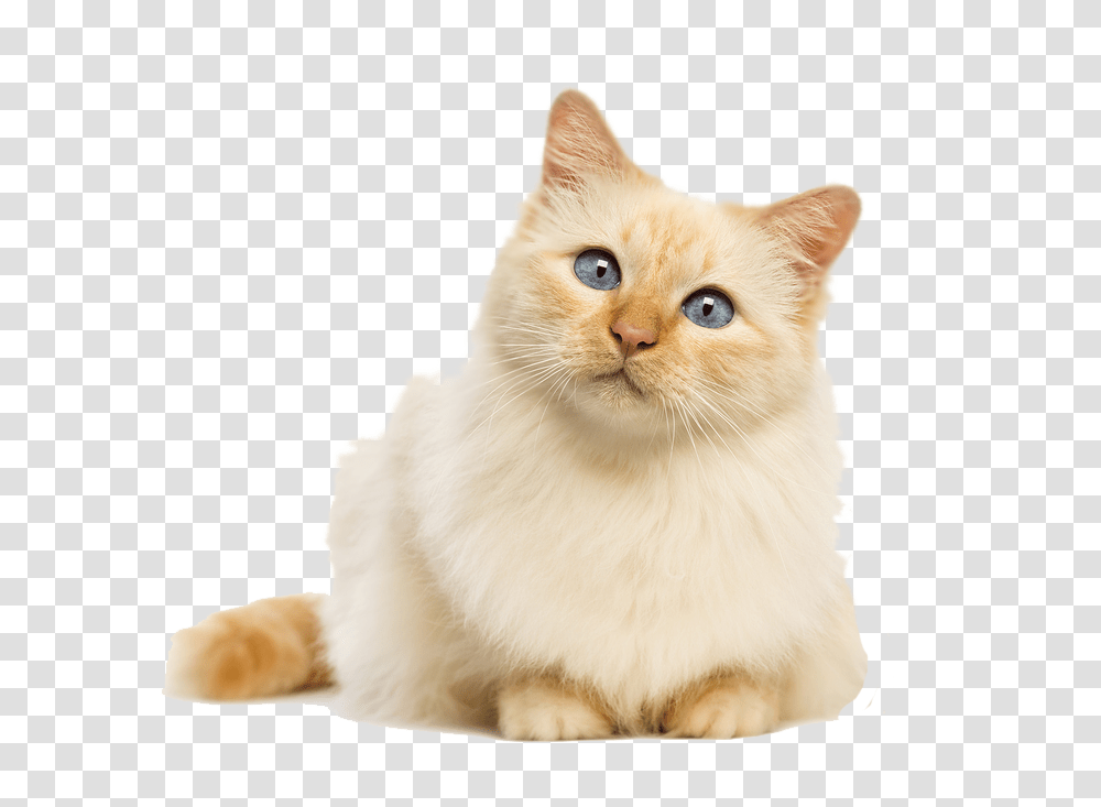 Tumblr Cute Cat No Background, Pet, Mammal, Animal, Manx Transparent Png