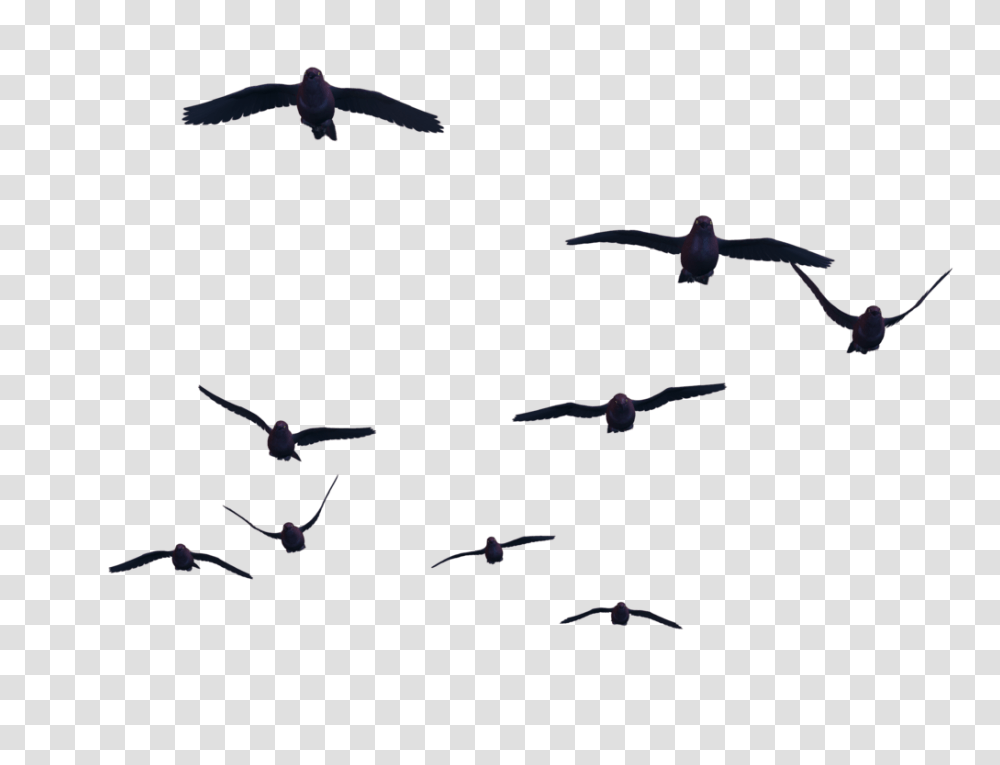 Tumblr Divergent Birds Silhouettes Clip Art Image, Flying, Animal, Flock, Airplane Transparent Png