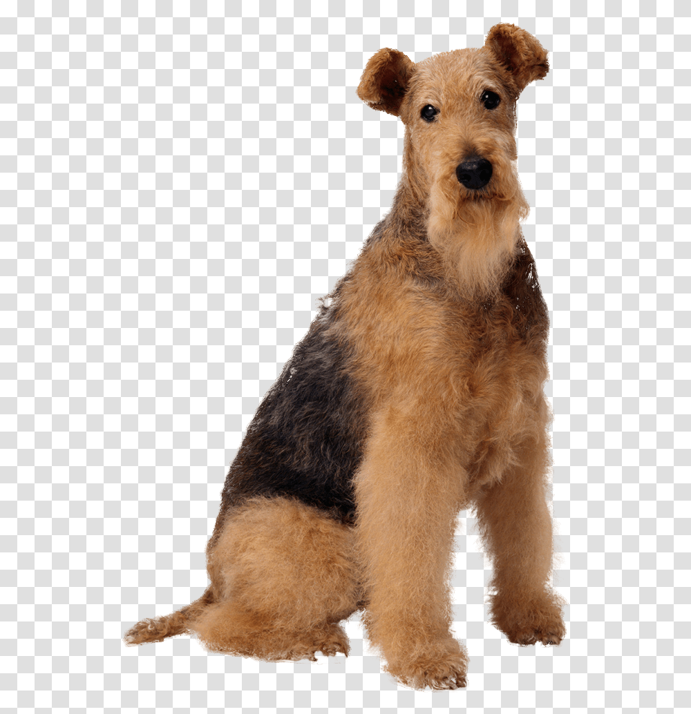 Tumblr Dog Zoomagazin Tovari Dlya Zhivotnih, Airedale, Terrier, Pet, Canine Transparent Png