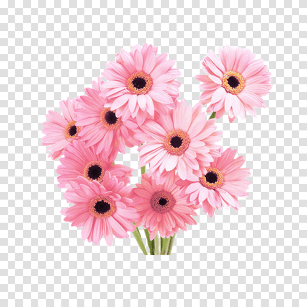 Tumblr Flower Pink Daisy Bouquet, Plant, Daisies, Blossom, Flower Arrangement Transparent Png