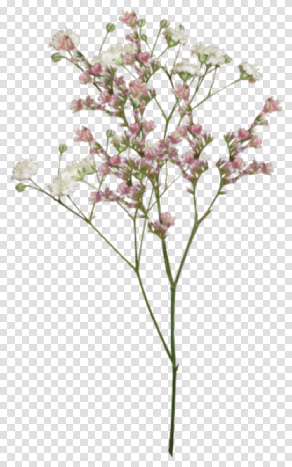 Tumblr Flowers Background Posted By Ryan Sellers Dried Flower, Plant, Acanthaceae, Cherry Blossom, Pollen Transparent Png