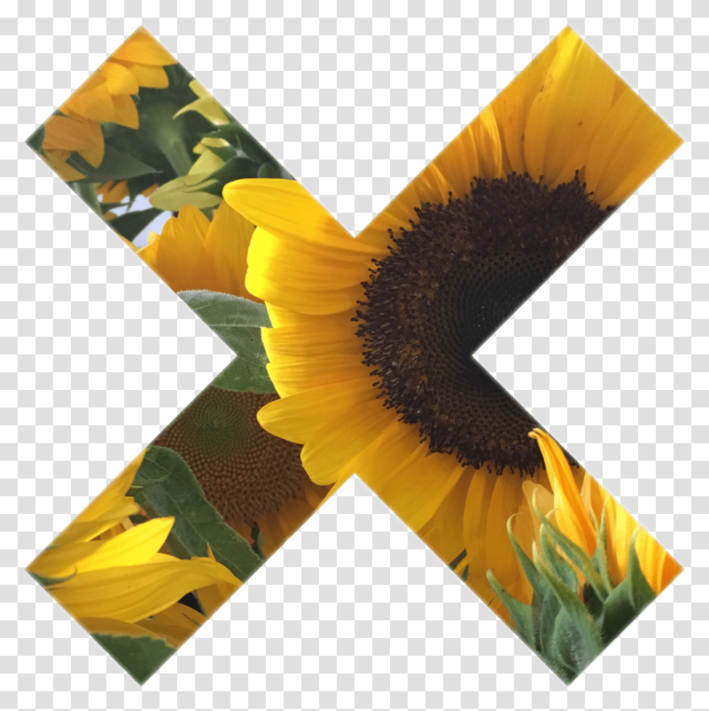 Tumblr Myphoto Sunflower Sticker Gallery Art Interestin Tumblr Sunflower, Plant, Blossom, Modern Art, Canvas Transparent Png