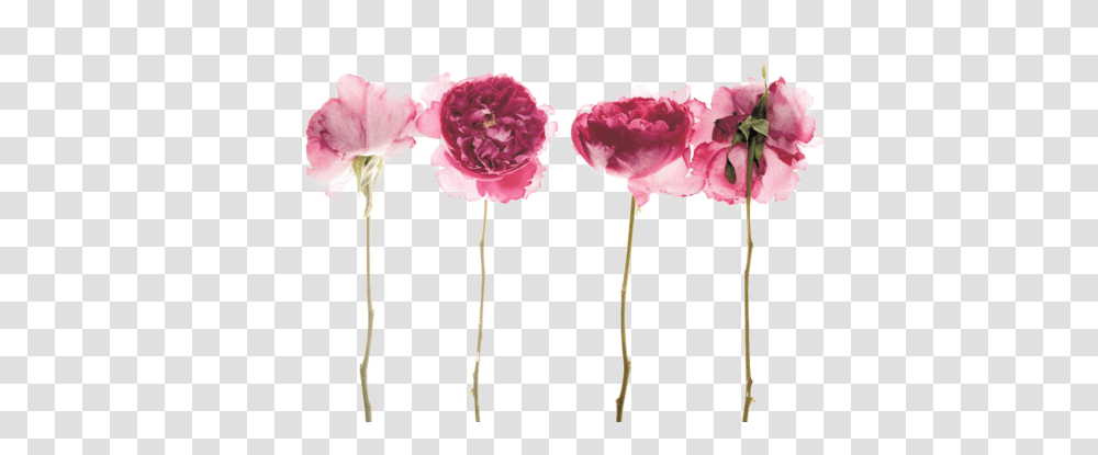 Tumblr Peony With Stem Tattoo, Plant, Carnation, Flower, Blossom Transparent Png