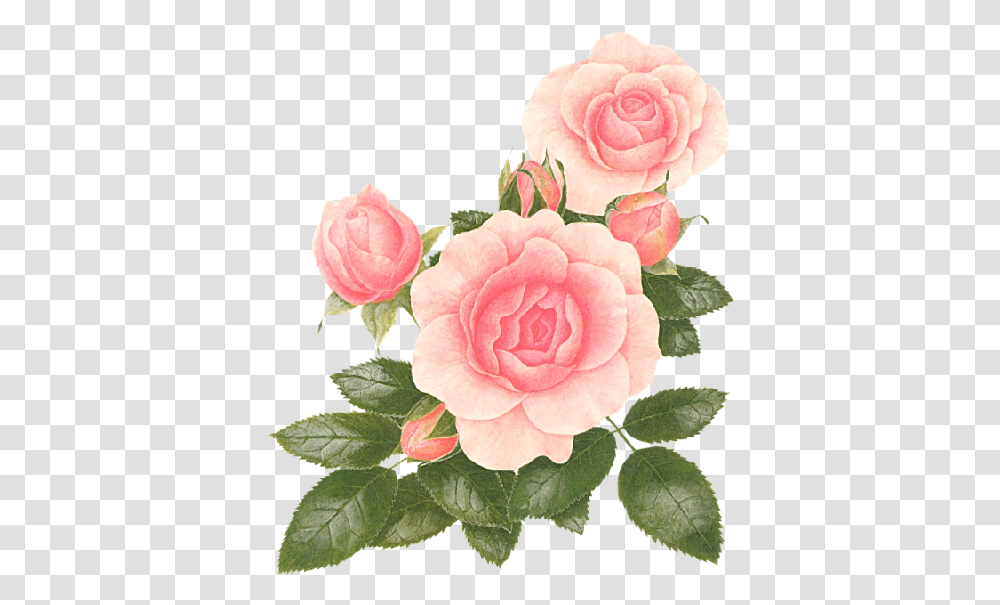 Tumblr Pictures Szukaj W Google Flower Flowers Vintage Tumblr, Rose, Plant, Blossom, Petal Transparent Png