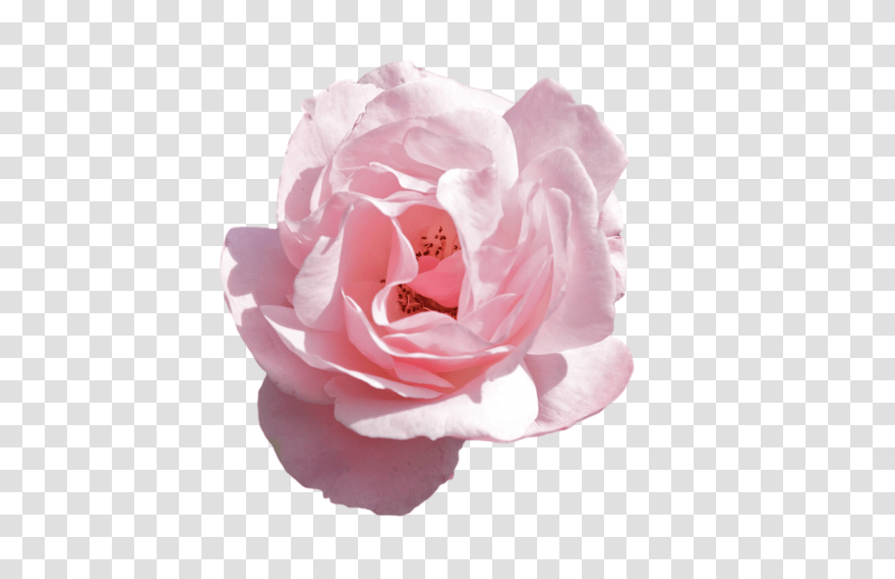 Tumblr Pink Aesthetic Flower, Rose, Plant, Blossom, Petal Transparent Png