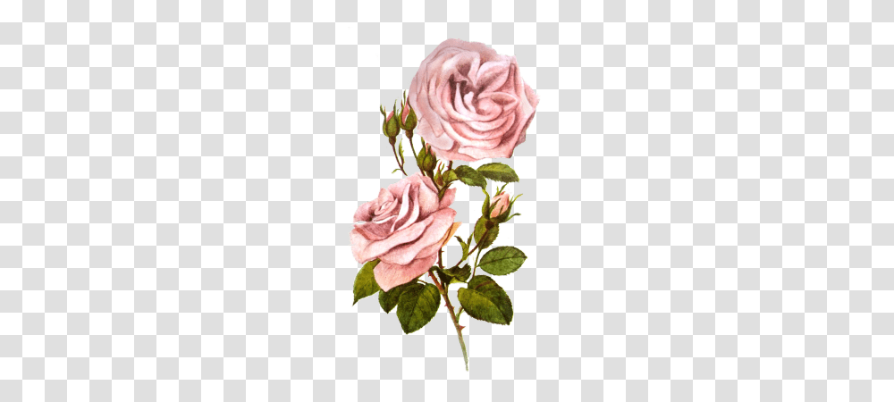 Tumblr, Plant, Flower, Blossom, Rose Transparent Png