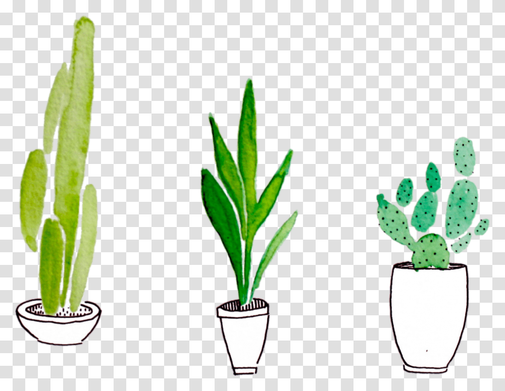 Tumblr Plants Plants, Aloe, Leaf, Flower, Blossom Transparent Png