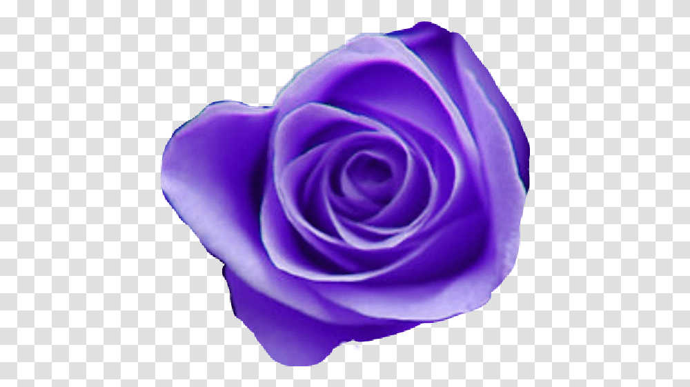 Tumblr Purple Aesthetic Purpleaesthetic Purple Flower Tumblr, Rose, Plant, Blossom, Petal Transparent Png