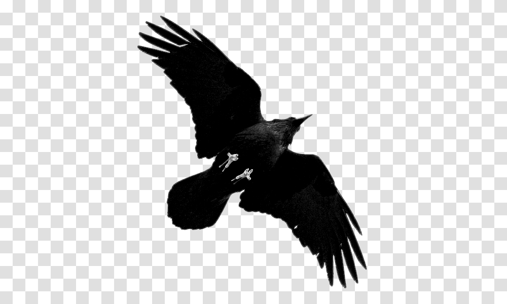 Tumblr Reference Photos, Bird, Animal, Flying, Crow Transparent Png
