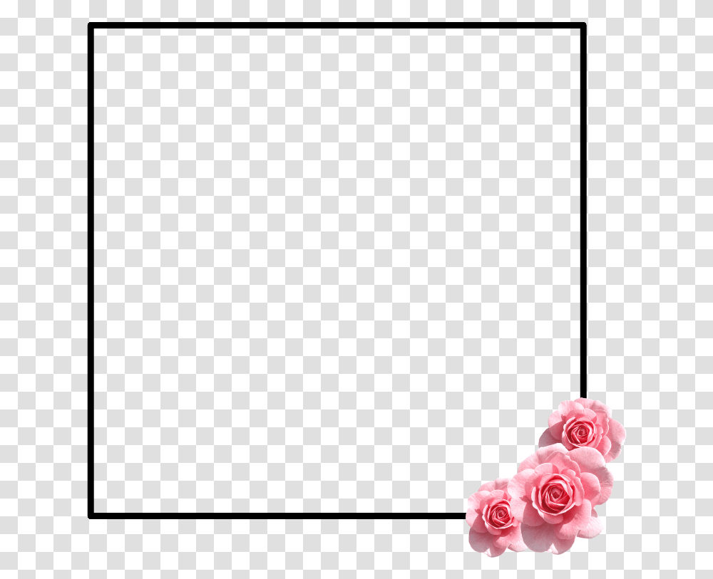 Tumblr Rose Garden Roses, Plant, Flower, Blossom, Petal Transparent Png