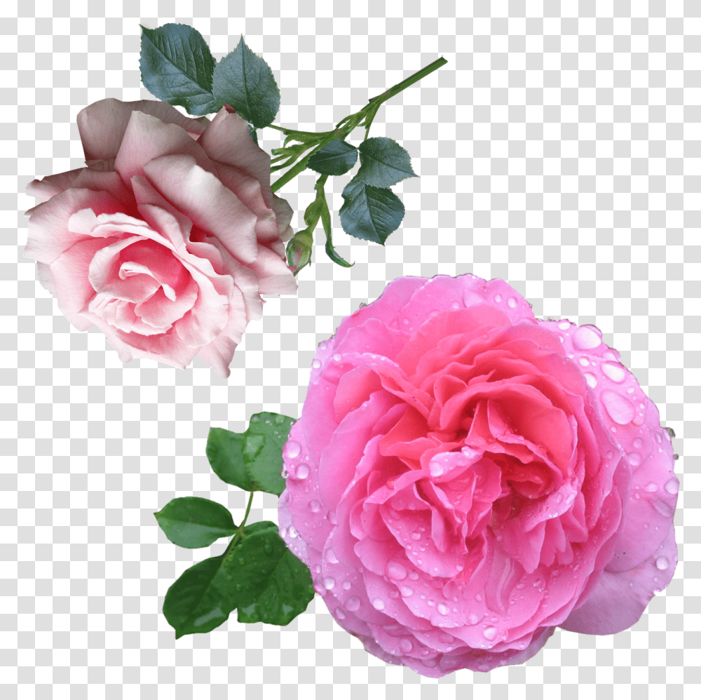 Tumblr Rose Images Roses Hd, Plant, Flower, Blossom, Peony Transparent Png