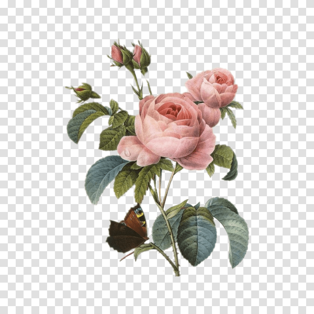 Tumblr Vintage Flower Sticker, Rose, Plant, Blossom, Petal Transparent Png