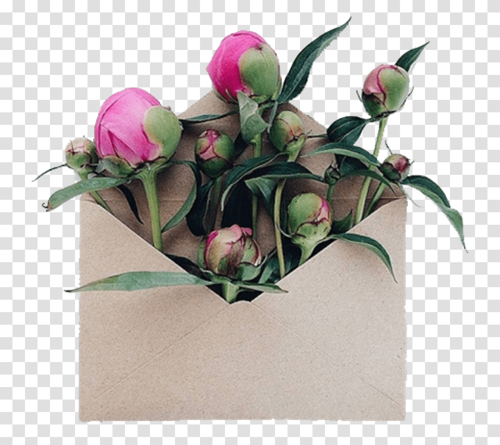 Tumblr Vintage, Rose, Flower, Plant, Blossom Transparent Png
