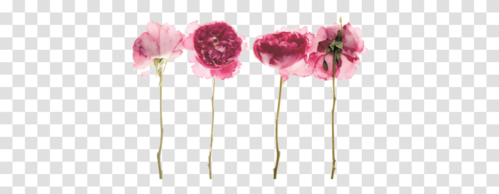 Tumblr Watercolor Flowers Pressed Simple Real Flower Backgrounds, Carnation, Plant, Blossom Transparent Png
