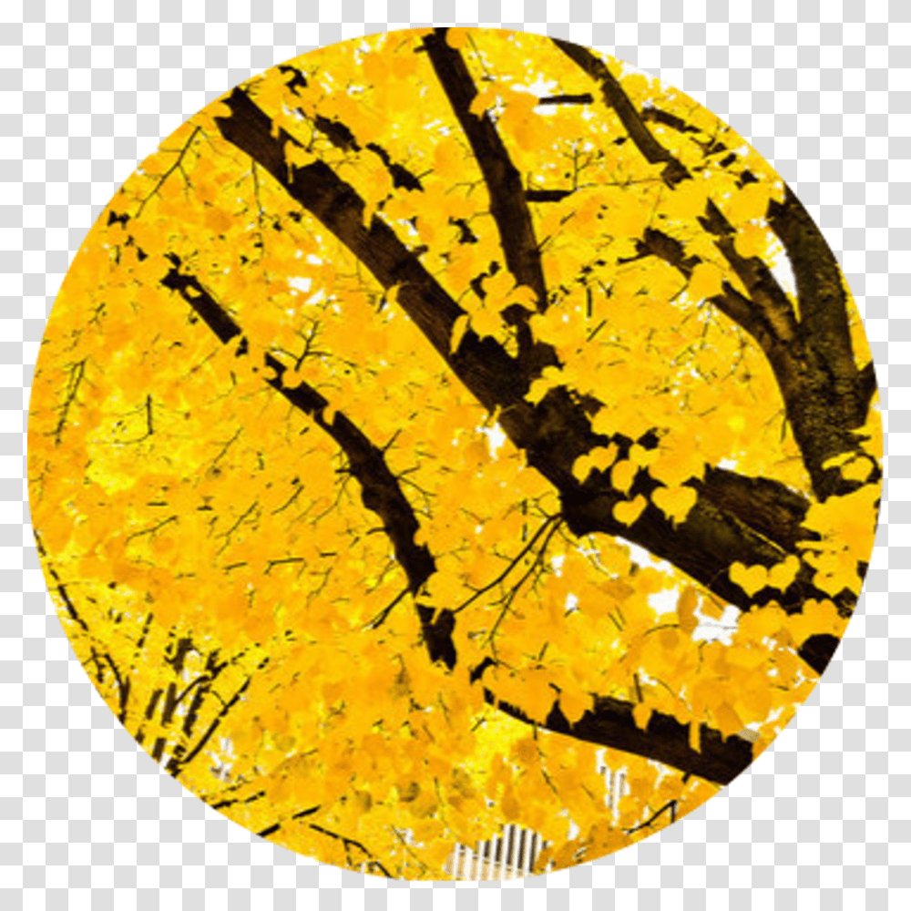 Tumblr Yellow Vintage Overlay Collage Treefreetoedit You Might Belong In Hufflepuff Where They, Sphere, Lamp, Plant Transparent Png