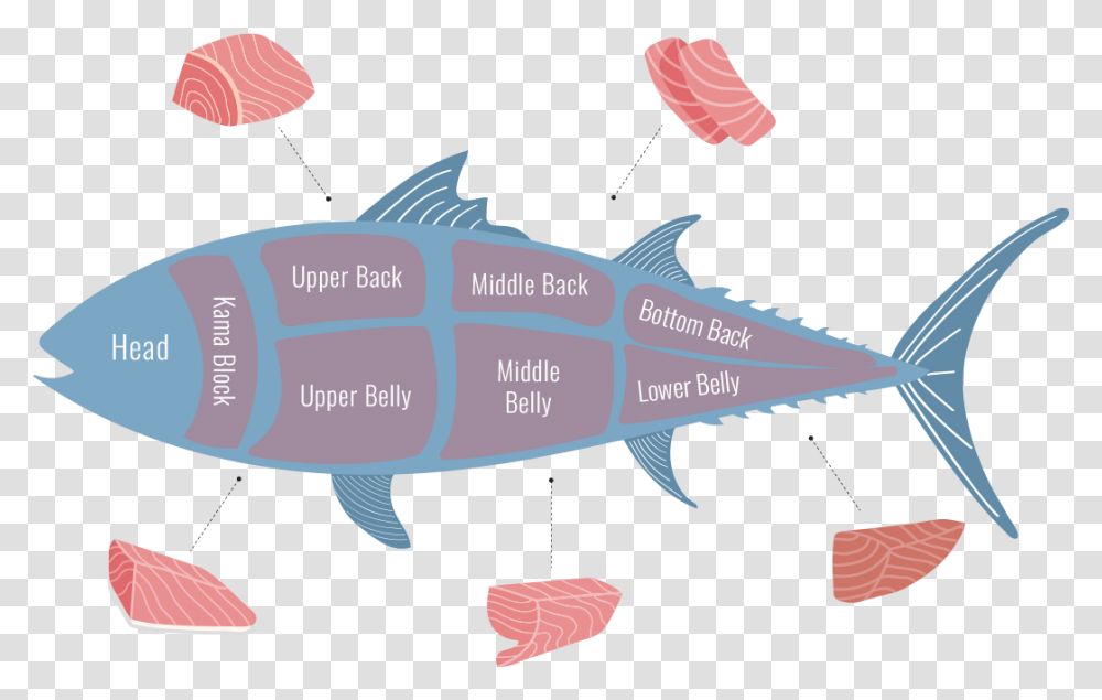Tuna Cuts, Fish, Animal, Sea Life, Mullet Fish Transparent Png