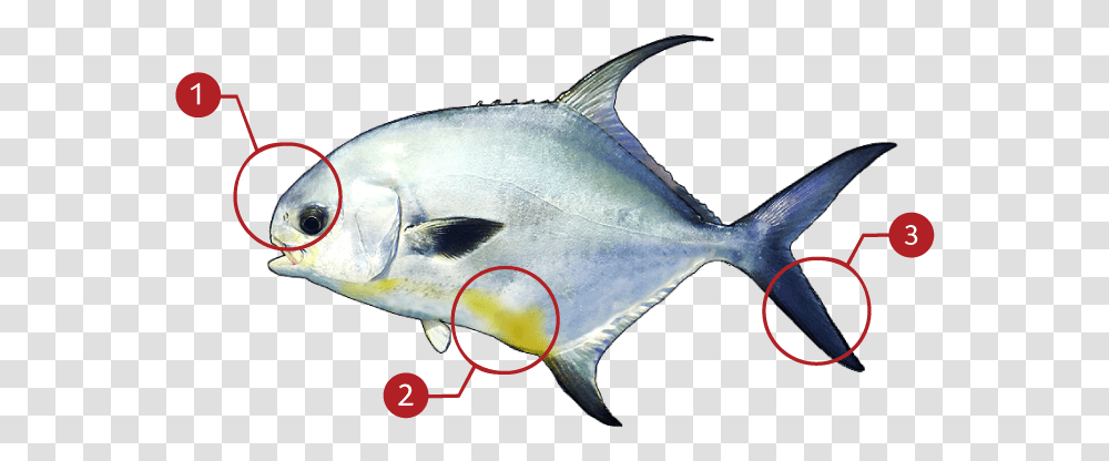 Tuna, Fish, Animal, Sea Life, Bonito Transparent Png