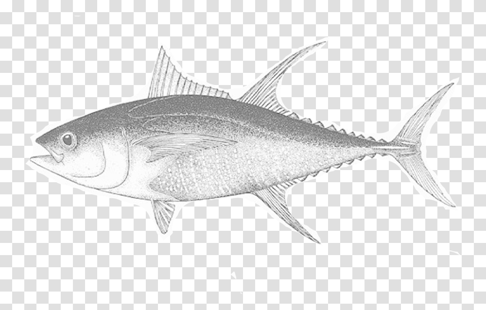 Tuna Fish, Animal, Sea Life, Swordfish, Bonito Transparent Png