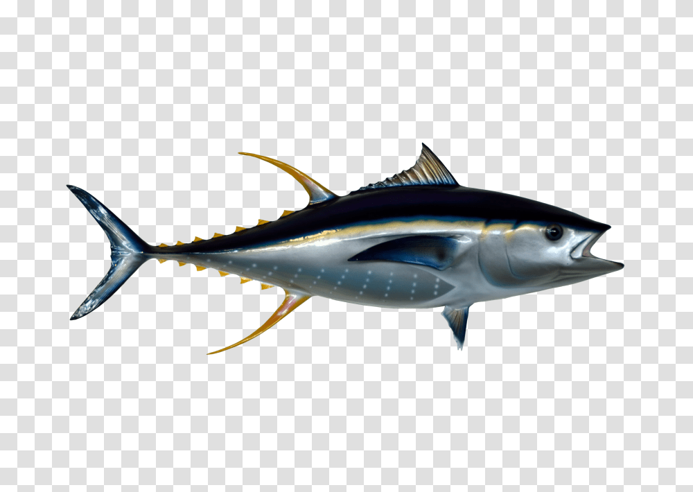 Tuna Fish Image, Sea Life, Animal, Shark, Bonito Transparent Png
