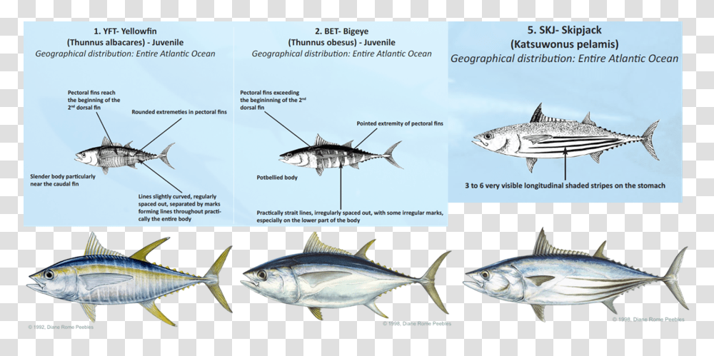 Tuna Fish Tuna Identification, Sea Life, Animal, Helicopter, Aircraft Transparent Png