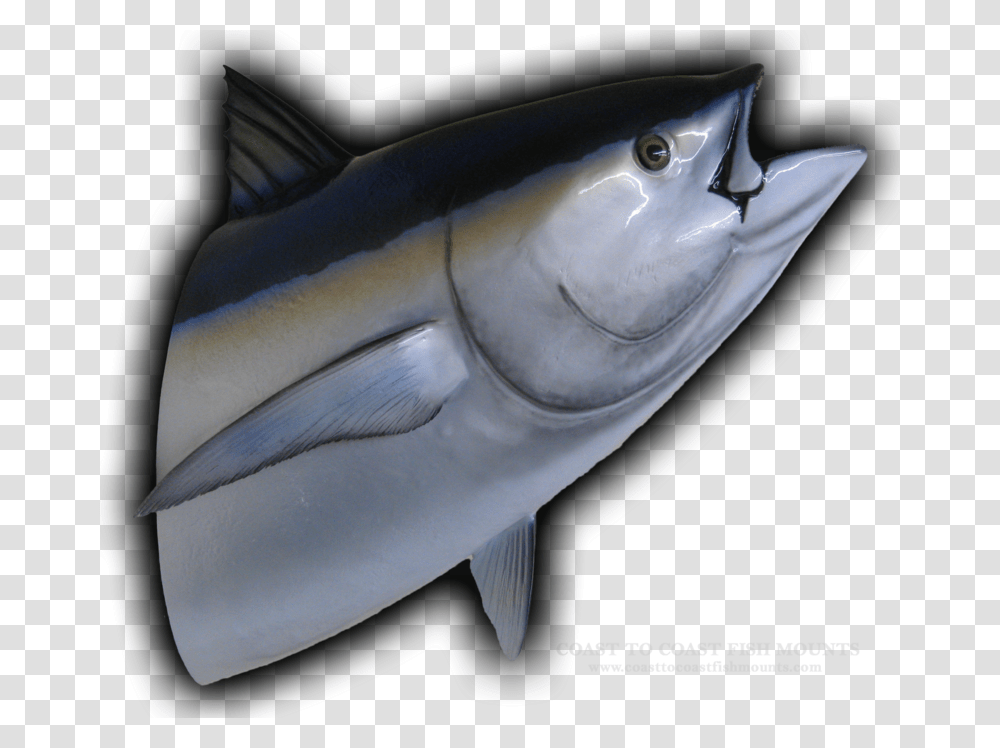 Tuna Head Mouth Open, Fish, Animal, Sea Life, Angelfish Transparent Png