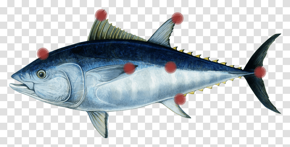 Tuna Parts Tuna, Sea Life, Fish, Animal, Bonito Transparent Png