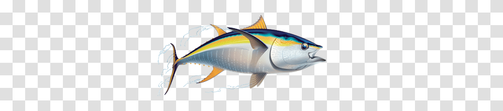 Tuna Tuna Images, Sea Life, Fish, Animal, Bonito Transparent Png