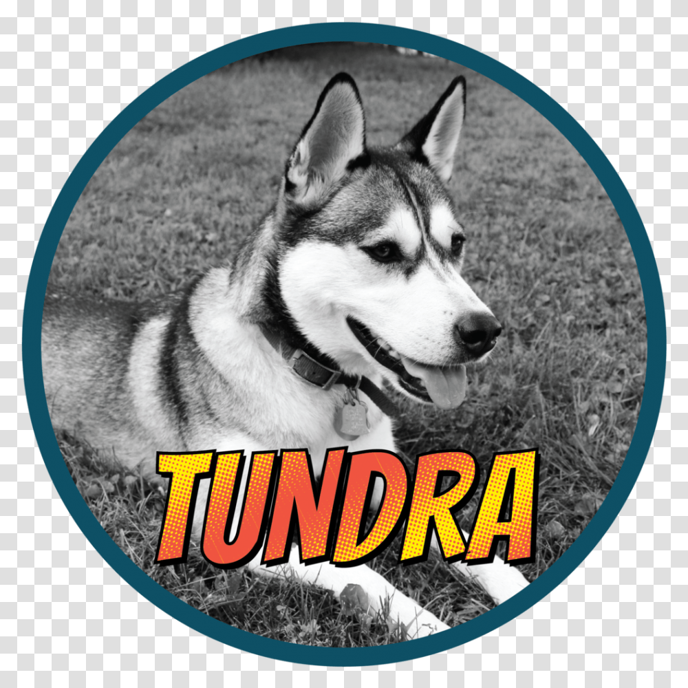 Tundra 01 Mackenzie River Husky, Dog, Pet, Canine, Animal Transparent Png