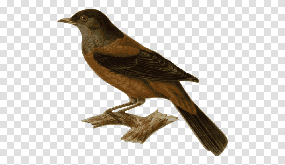 Turd Clip Arts For Web Clip Arts Free Backgrounds Bird Sitting On Branch, Animal, Blackbird, Agelaius, Finch Transparent Png