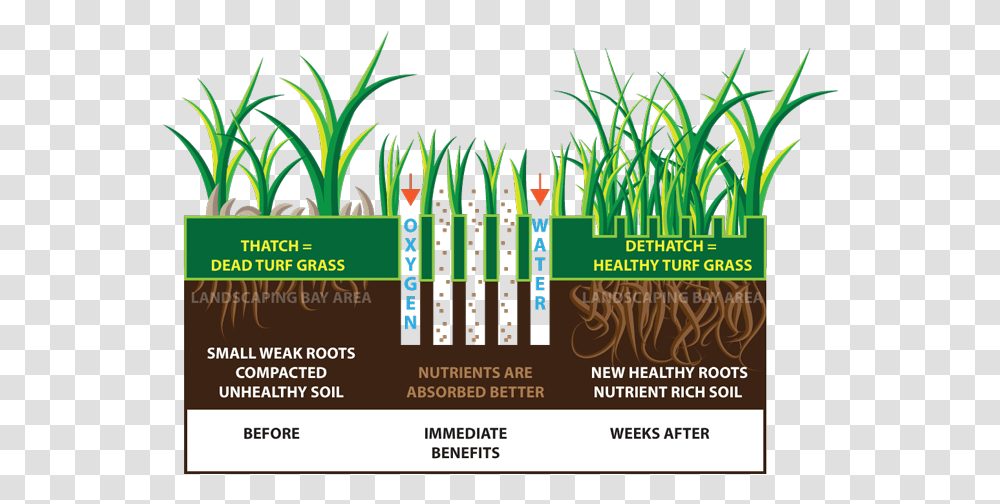 Turfgrass Aeration, Poster, Advertisement, Flyer, Paper Transparent Png