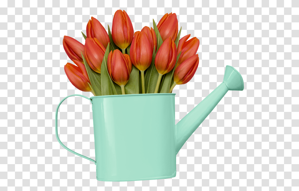 Turkestan Tulip, Plant, Tin, Flower, Blossom Transparent Png