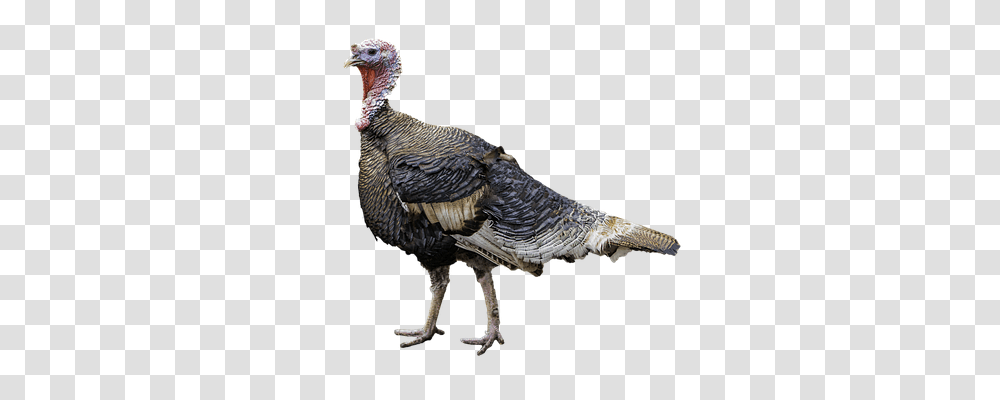 Turkey Nature, Bird, Animal, Turkey Bird Transparent Png