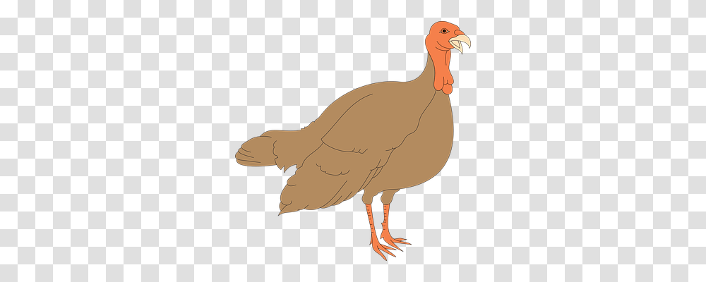 Turkey Nature, Bird, Animal, Fowl Transparent Png