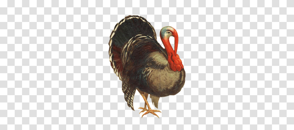 Turkey, Animals, Bird, Fowl, Poultry Transparent Png