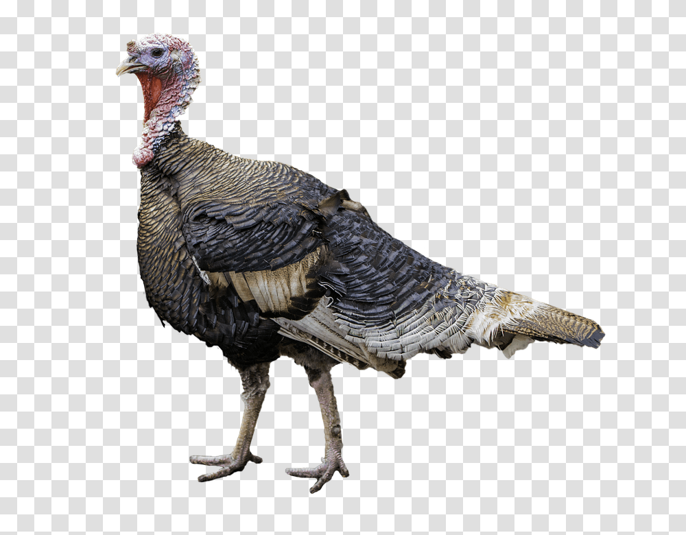 Turkey, Animals, Bird, Fowl, Poultry Transparent Png
