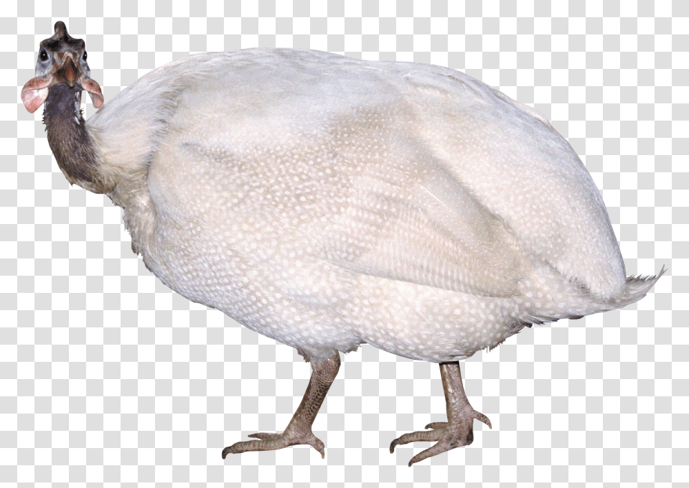 Turkey, Animals, Bird, Hen, Chicken Transparent Png