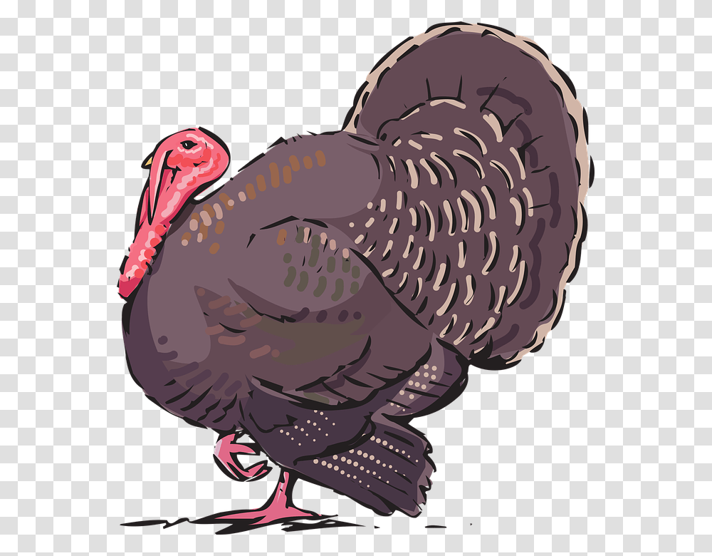 Turkey, Animals, Bird, Turkey Bird, Poultry Transparent Png