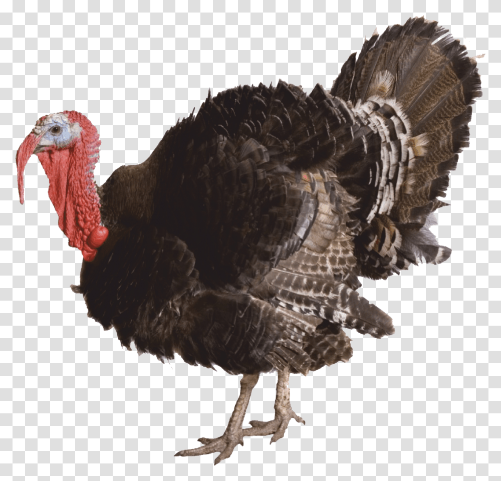 Turkey, Animals, Chicken, Poultry, Fowl Transparent Png