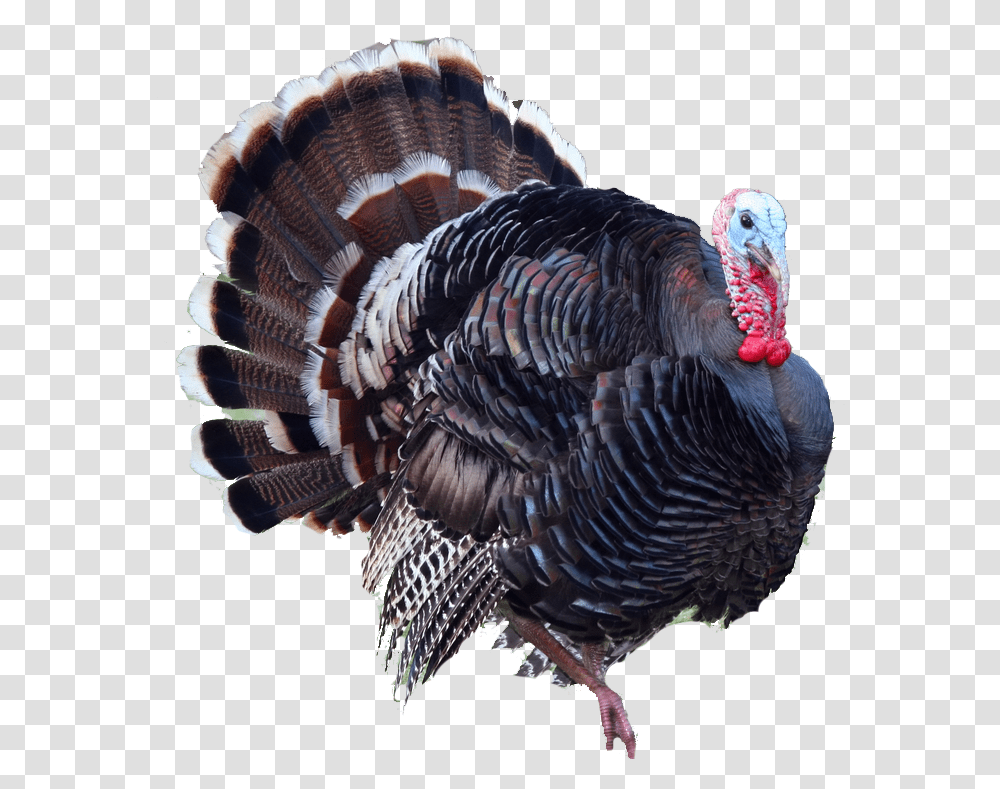 Turkey, Animals, Chicken, Poultry, Fowl Transparent Png