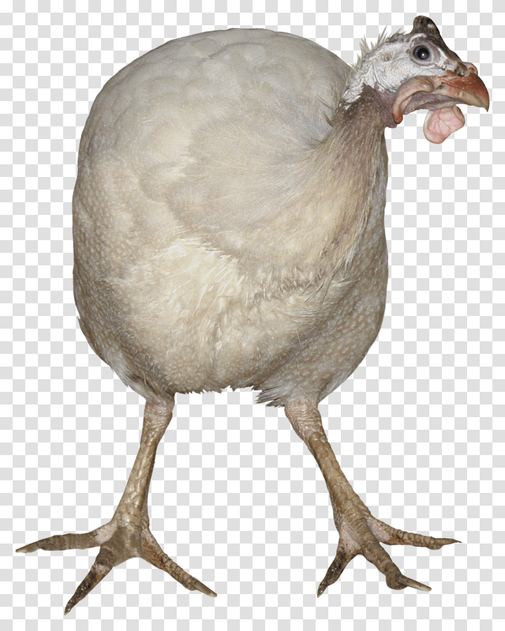 Turkey, Animals, Hen, Chicken, Poultry Transparent Png