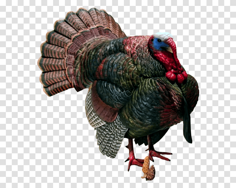 Turkey, Animals, Poultry, Fowl, Bird Transparent Png