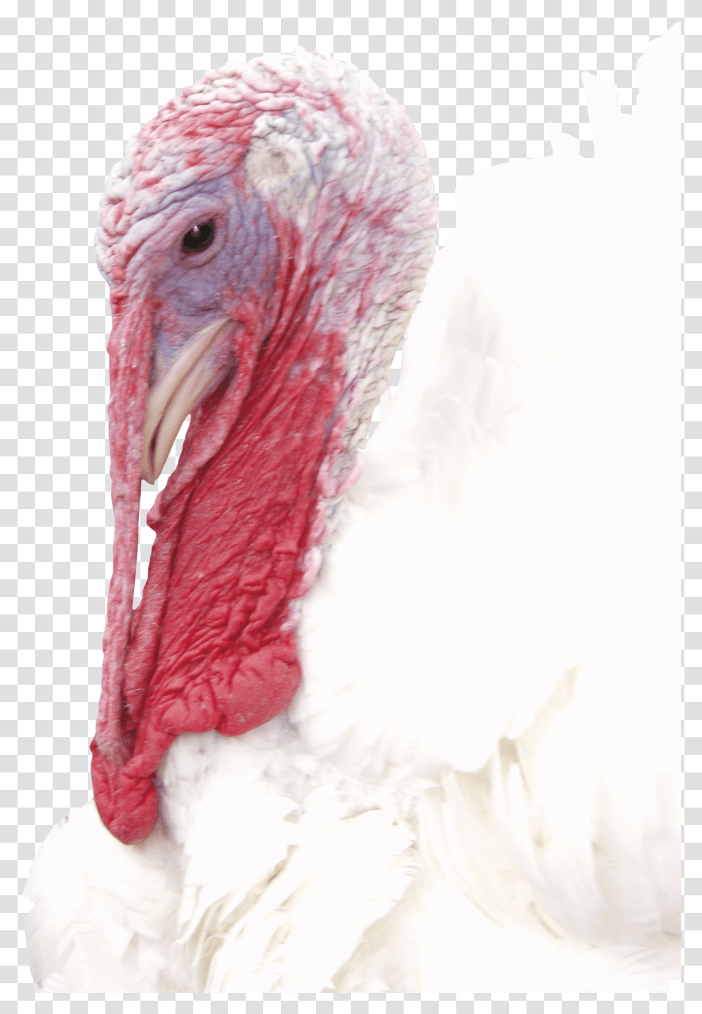 Turkey, Animals Transparent Png